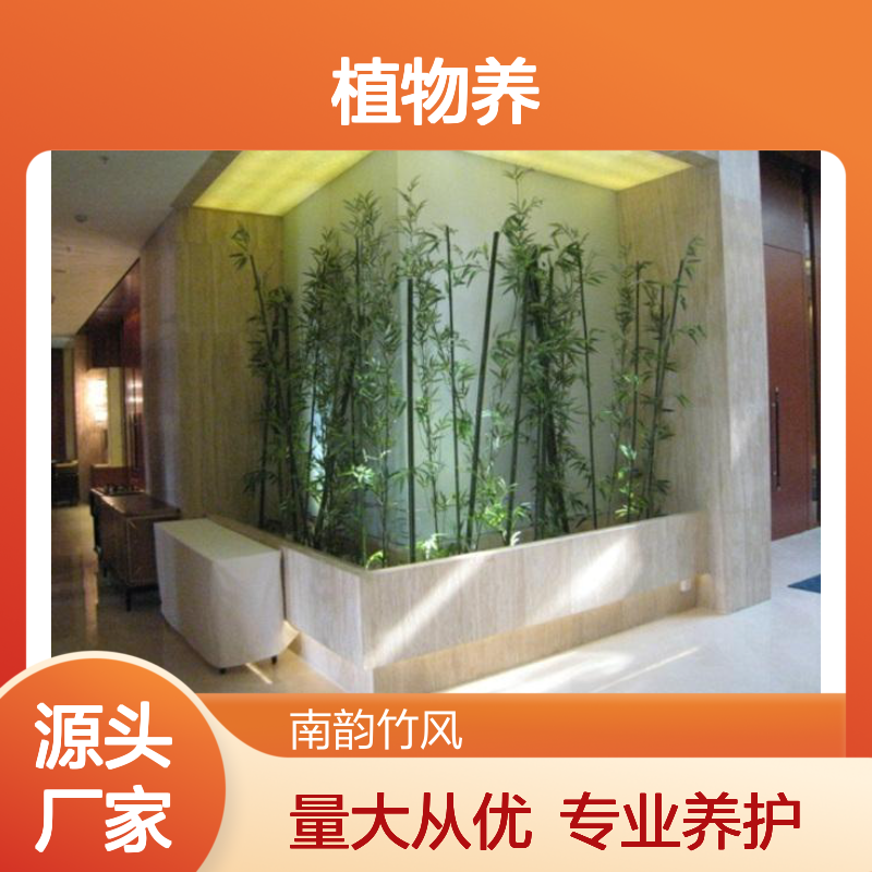 南韵竹风植物租赁服务,专业养护绿植盆栽 品种多样