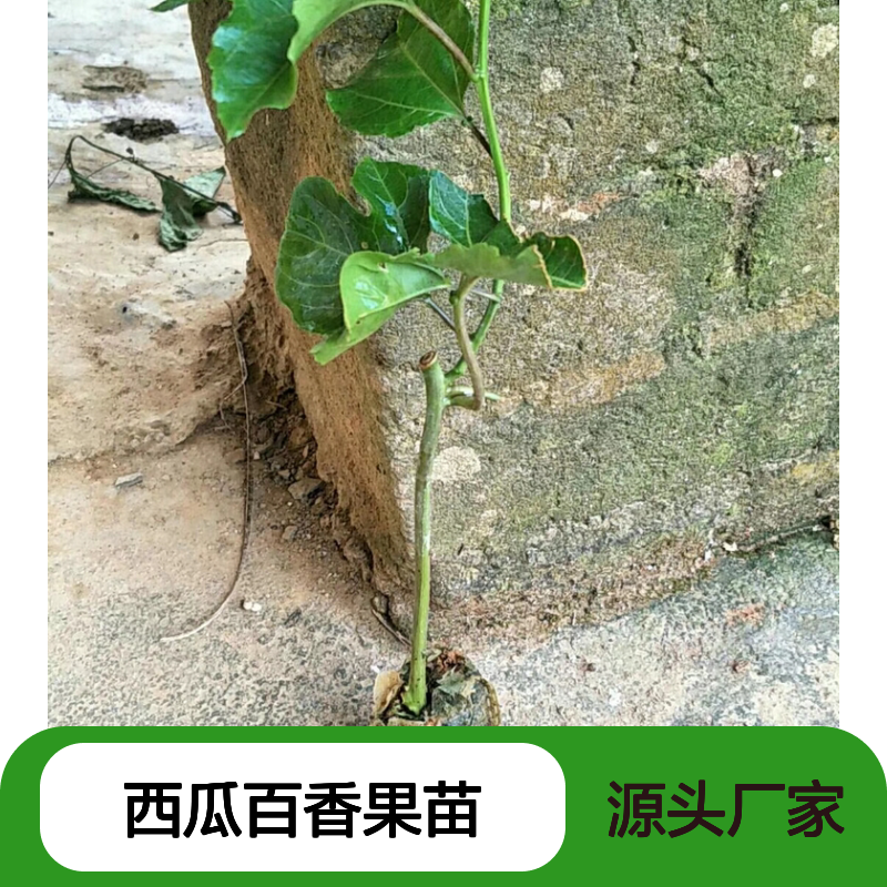 西瓜百香果苗 基地直供 批发种植 品质优良 易于管理