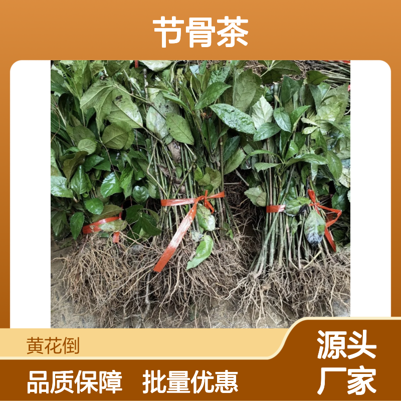 节骨茶种苗 百亩基地直供 绿意盎然 适应性强 盆栽优选