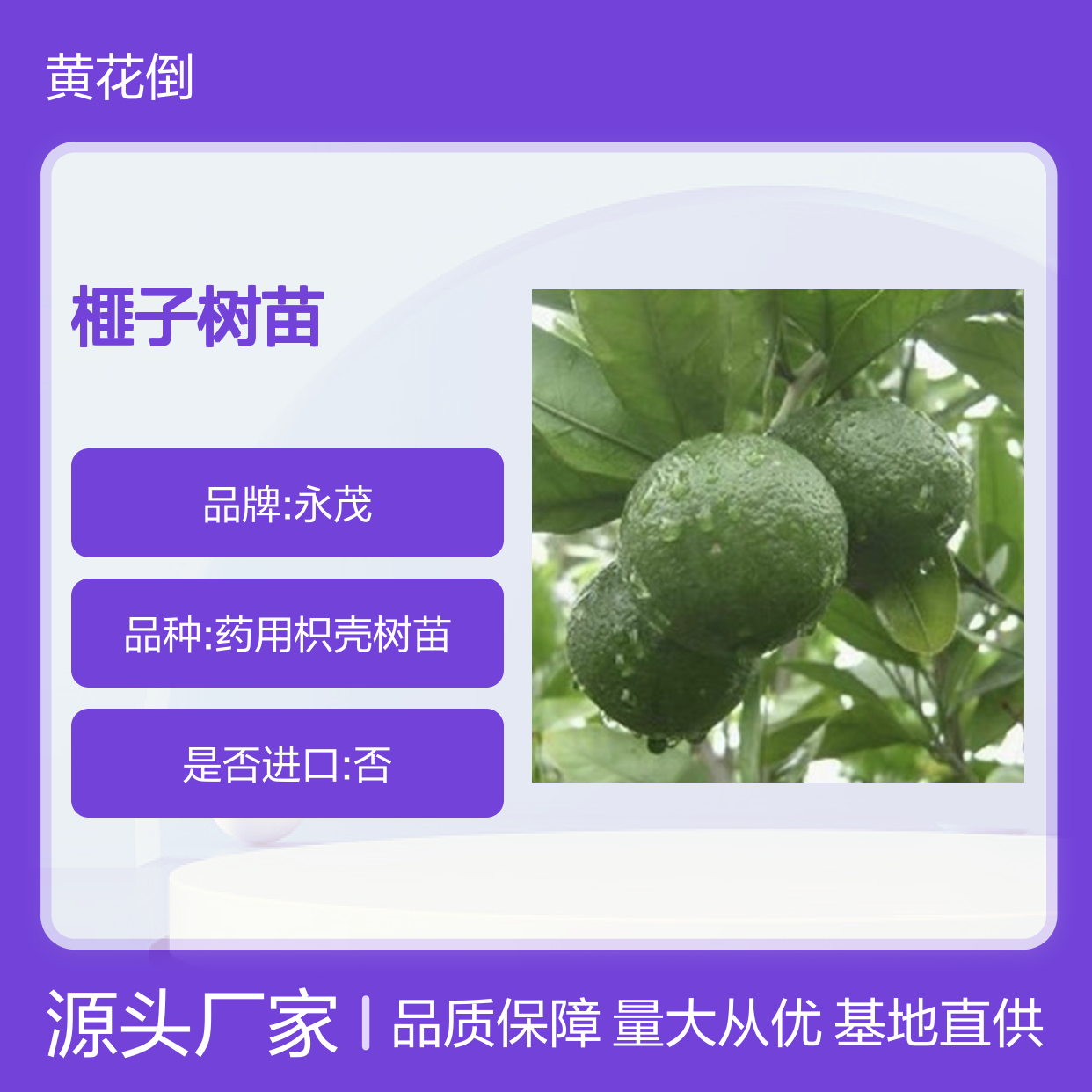 榧子树苗 基地直供 种植指导 根系发达 生长迅速
