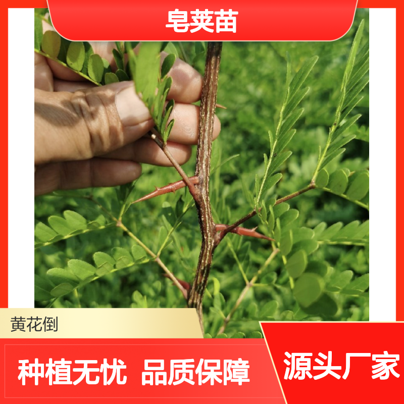 皂荚苗荒山农田可种 深根耐旱 收益颇佳 适应性强