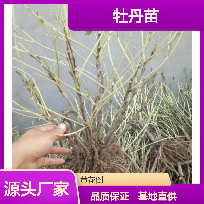 批发牡丹苗 基地直发品种齐全 色泽艳丽 花大香浓
