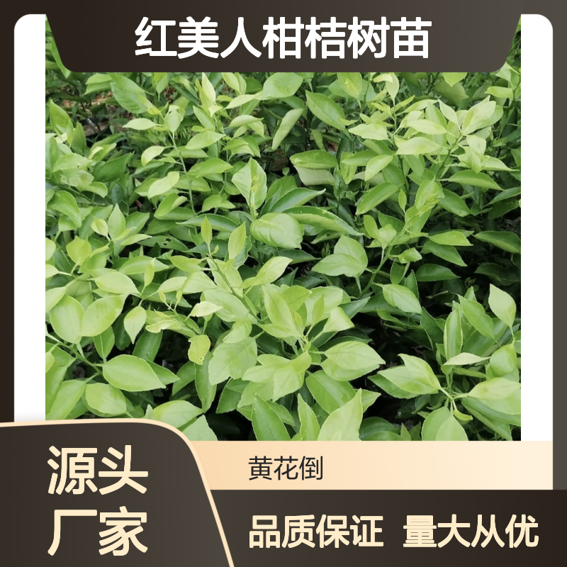 红美人柑桔树苗 高糖多汁优质品种 果实硕大 口感细腻