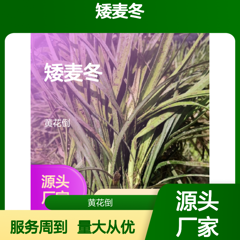 矮麦冬黄花倒种 种植简单 管理方便 适应性强 绿色健康