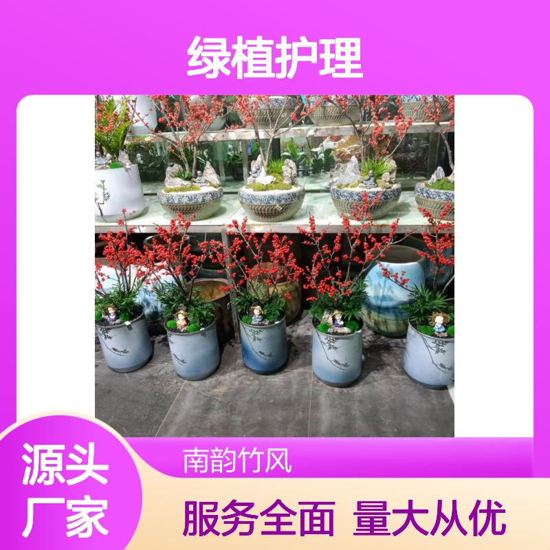 南韵竹风绿植护理 租赁厂家直供 品种多样 货源充足