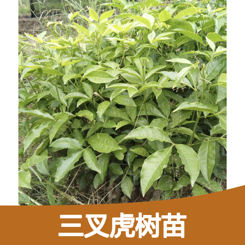三叉虎树苗 南方特有药用植物 经济高效 全年可采