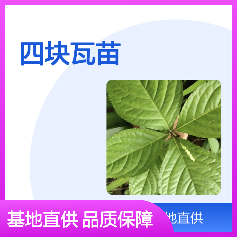 基地直供红四块瓦苗 多年生根系发达成活高规格齐全
