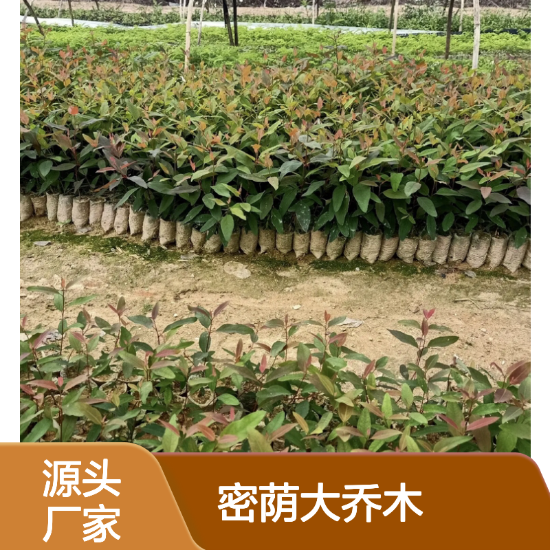 桉树苗 批发供应 密荫大乔木环保优选 造纸良材