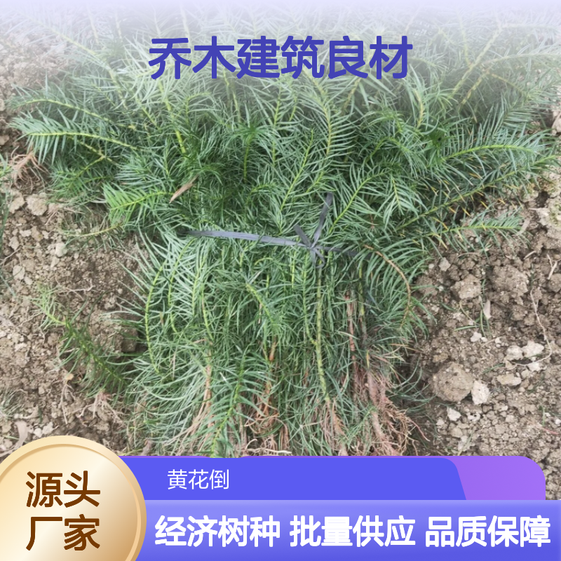 冷杉树苗批发 优质乔木建筑良材 生长快速 经济价值高
