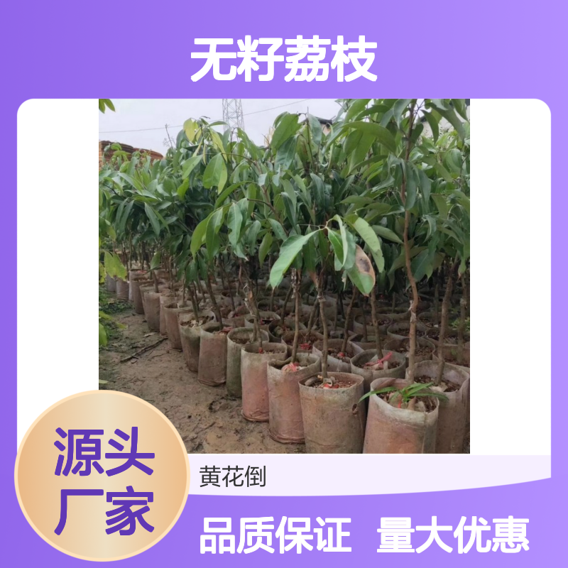 无籽荔枝直生苗 当天起苗全国直达 专线送货 品种优良