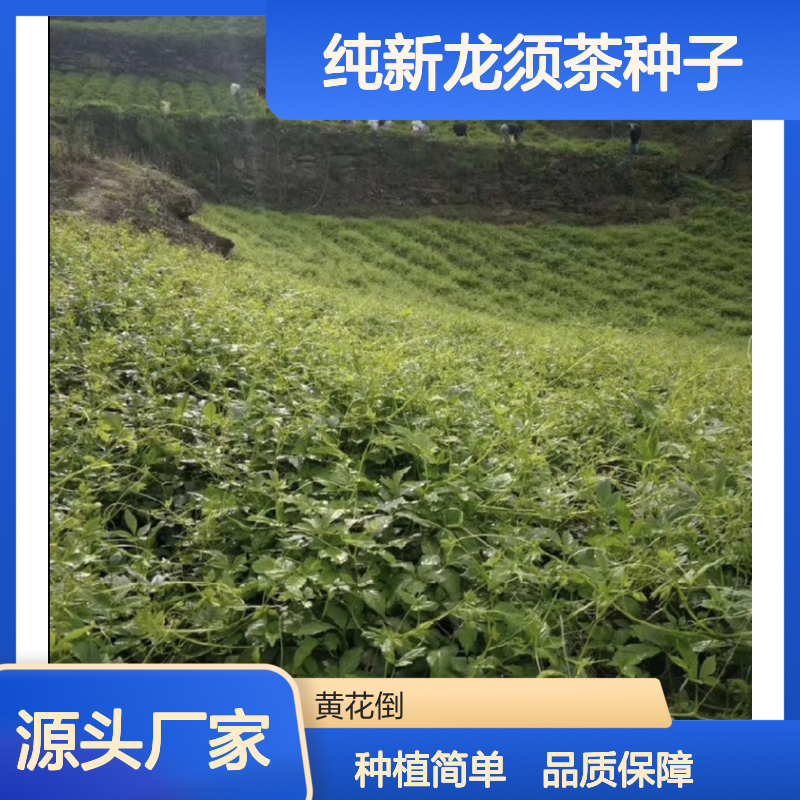纯新龙须茶种子 自产自销 种植指导 生长迅速 易于栽培