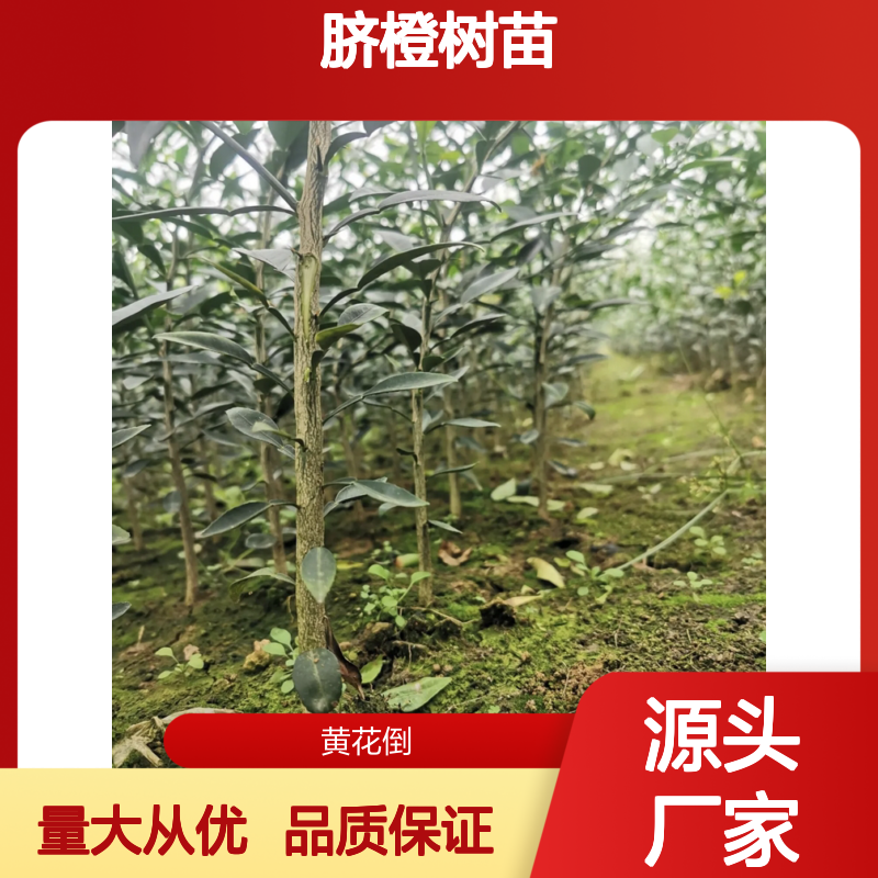 赣南脐橙树苗 基地直供 经济寿命长 鲜食榨汁佳