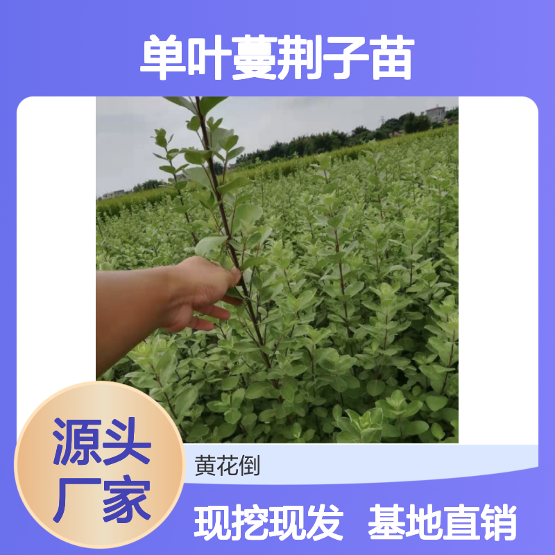 单叶蔓荆子苗 百亩基地直供 批发零售 品质优良