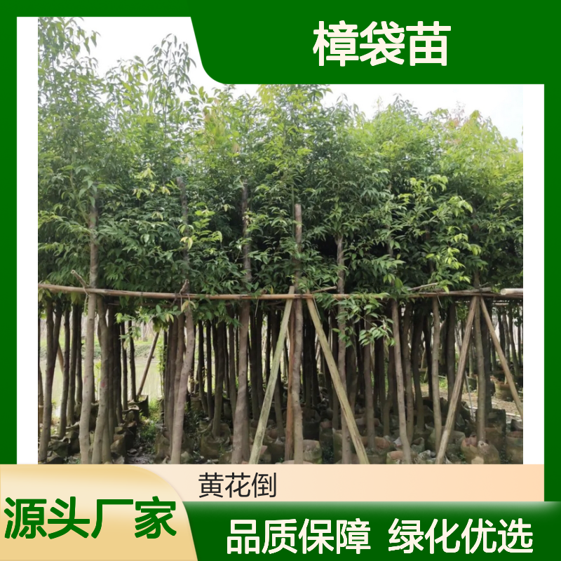 天竺桂樟袋苗 园林植物常绿乔木 香气宜人 生长迅速