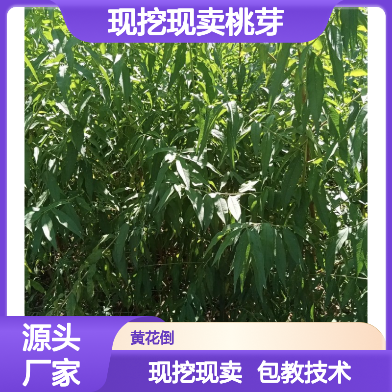 现挖现卖桃芽 基地直发包教种植管理技术品质纯正可票