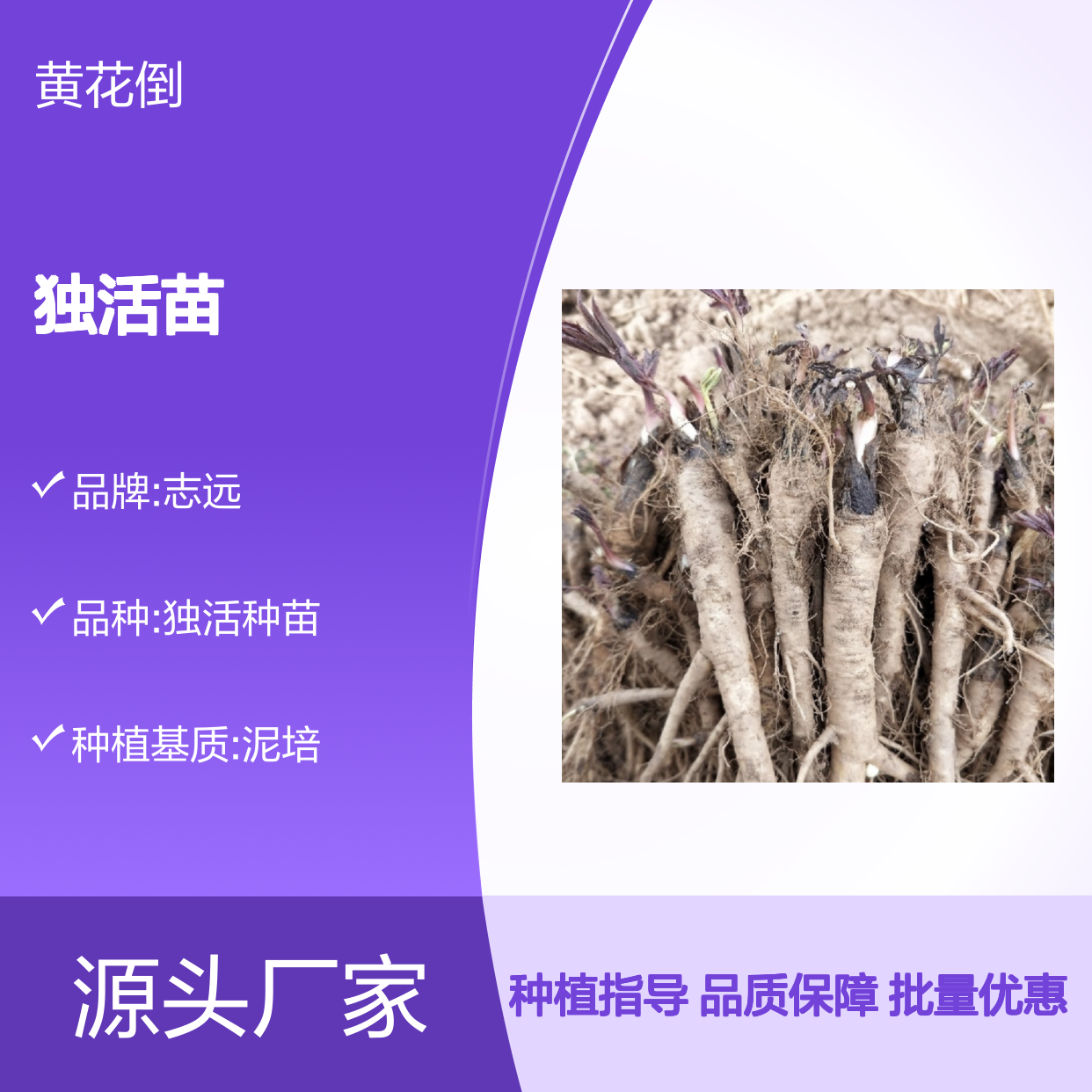 独活苗批发 种植技术指导 高产独活 抗旱性强 易于管理