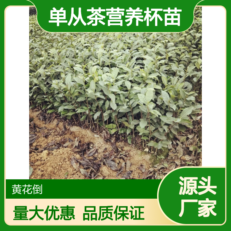 自产自销乌叶单从茶营养杯苗 品质优越 合作社直供
