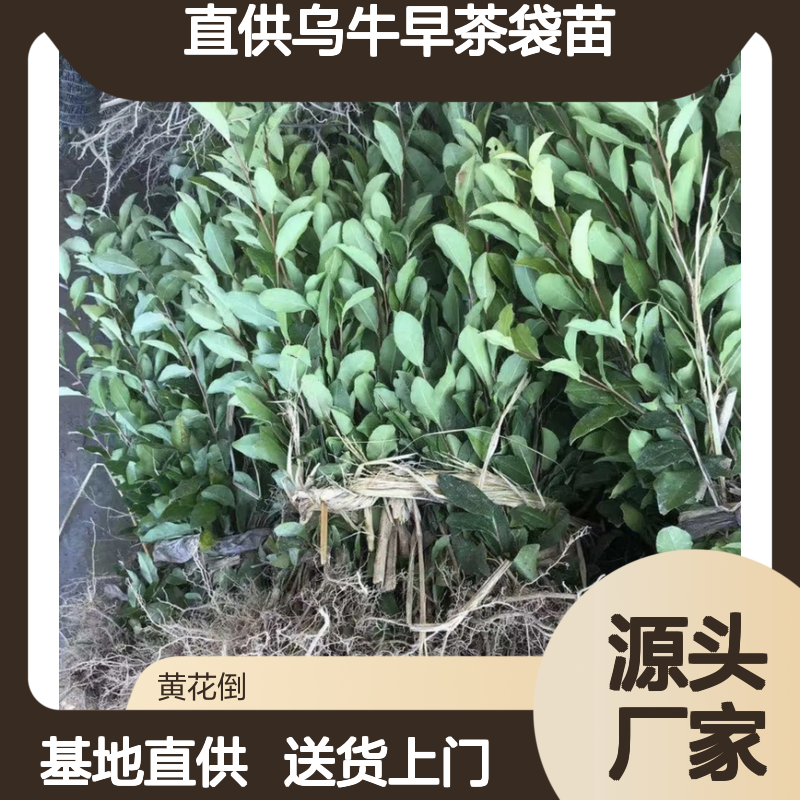基地直供乌牛早茶袋苗 送货上门包邮欢迎来电洽谈经验分享