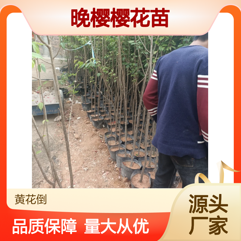精选晚樱樱花苗 批发供应 园林优选 种植基地 品质保证