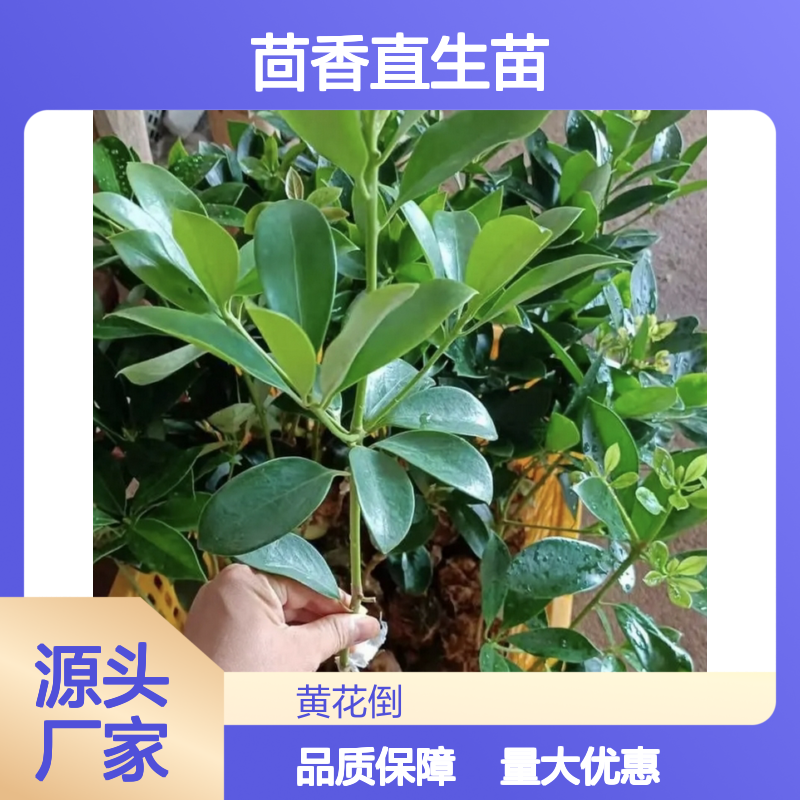 产地直供茴香直生苗 专线直达 全国送货 品质优良