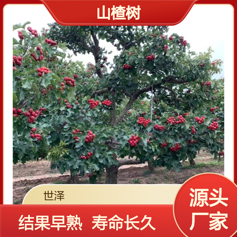 山楂树 8 10 12 15公分 结果早 寿命长 常年供应 景观工程