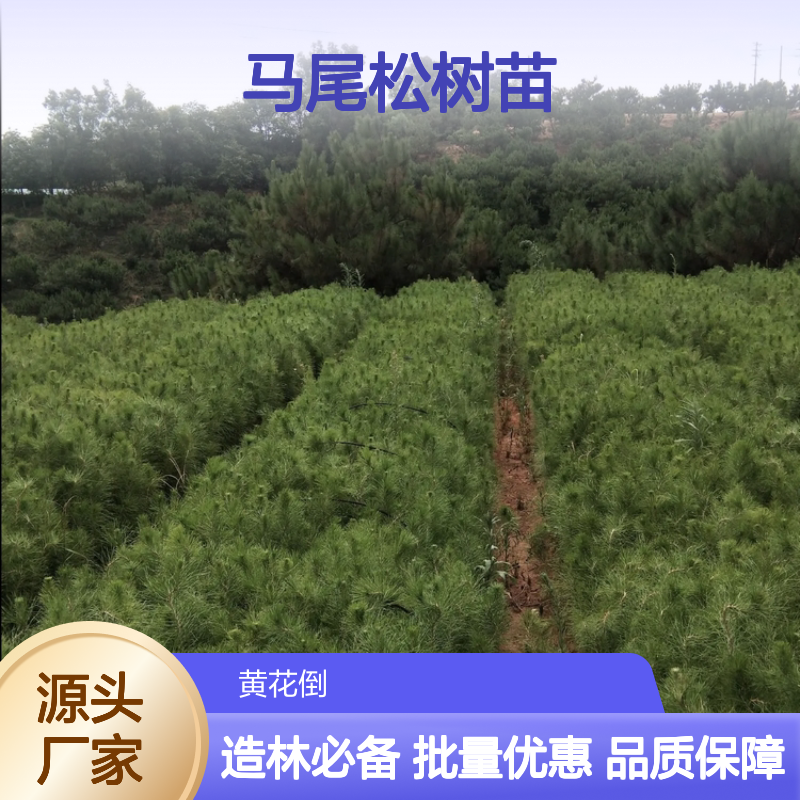 马尾松树苗 乔木品种 高达45米 生长迅速 造林优选