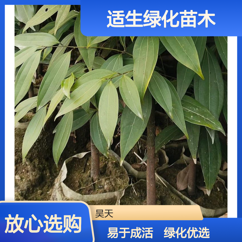 1-2年浙江樟 0.6米高绿色观叶 长江流域适生绿化苗木