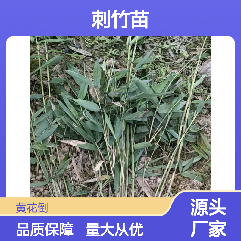刺竹苗批发 基地直供 保证成活 品种优良 适应性强