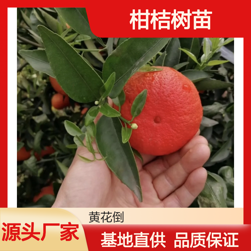 爱媛38号柑桔树苗 早熟杂柑品种 口感细嫩 抗寒性强