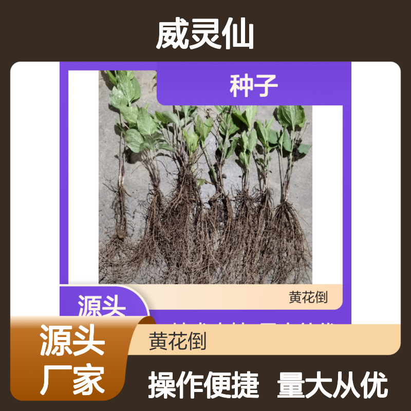 威灵仙种子现货 山坡林缘种植 纯新品种 生长旺盛