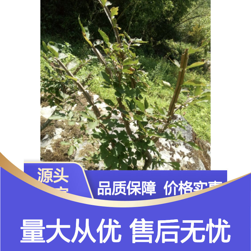 鬼箭种苗 暖季型草类 高产无忧品质优 管理简便