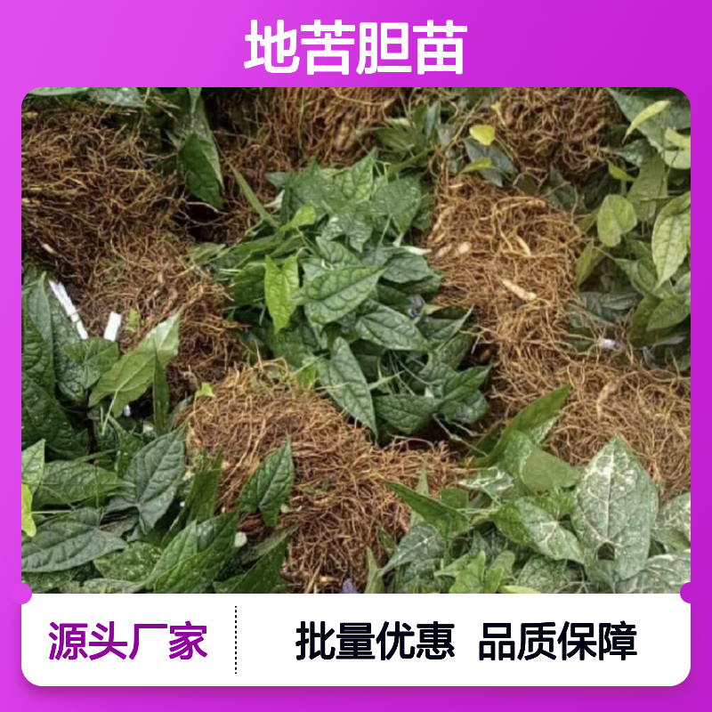 地苦胆苗批发基地 新鲜采挖品质保证 药用价值