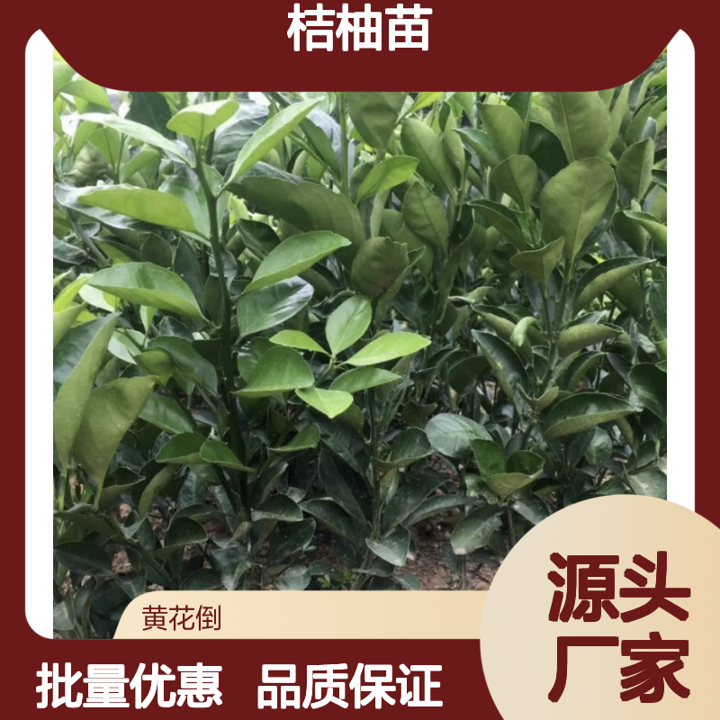 优质桔柚苗 批发供应 果园优选 枝繁叶茂 树冠圆整