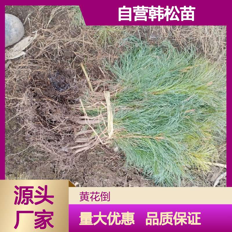 苗木合作社自营韩松苗 提供种植技术 适应性强