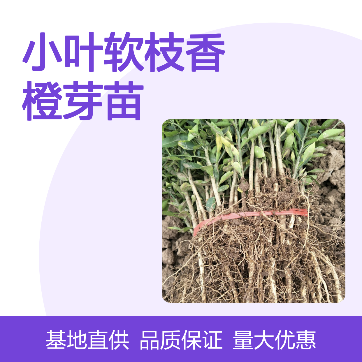 小叶软枝香橙芽苗 丰产性好果实优 抗病抗碱 基地直供