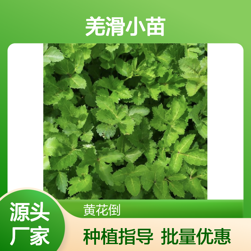 羌滑小苗 种植基地直供 品质保证 健壮易活 适应性强