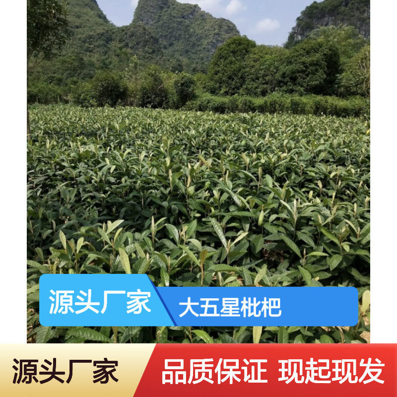 现起现发大五星枇杷实生树苗 苗圃产地直供品质保证种植技术分享