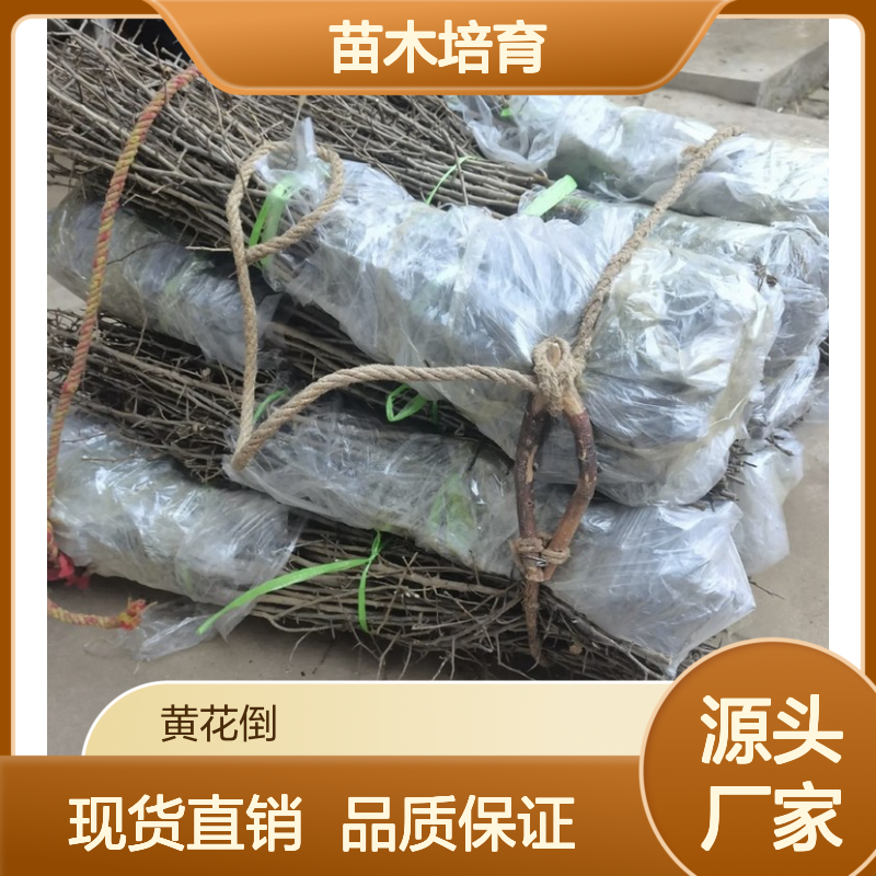 棠梨芽苗 全程技术指导 园林栽植优选 培育经验