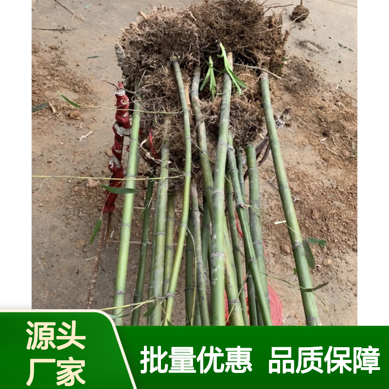 玉镶金竹苗 基地直供 园林优选 生长迅速 木质中空