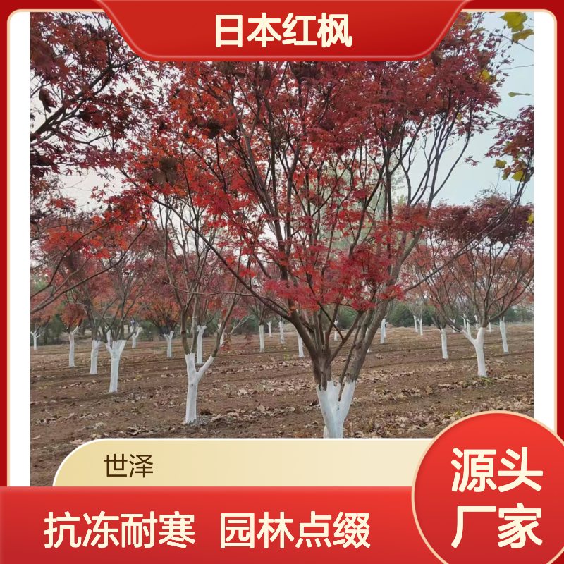 6 8 10 12公分日本红枫 抗冻 点缀苗木 园林观赏 苗圃供应