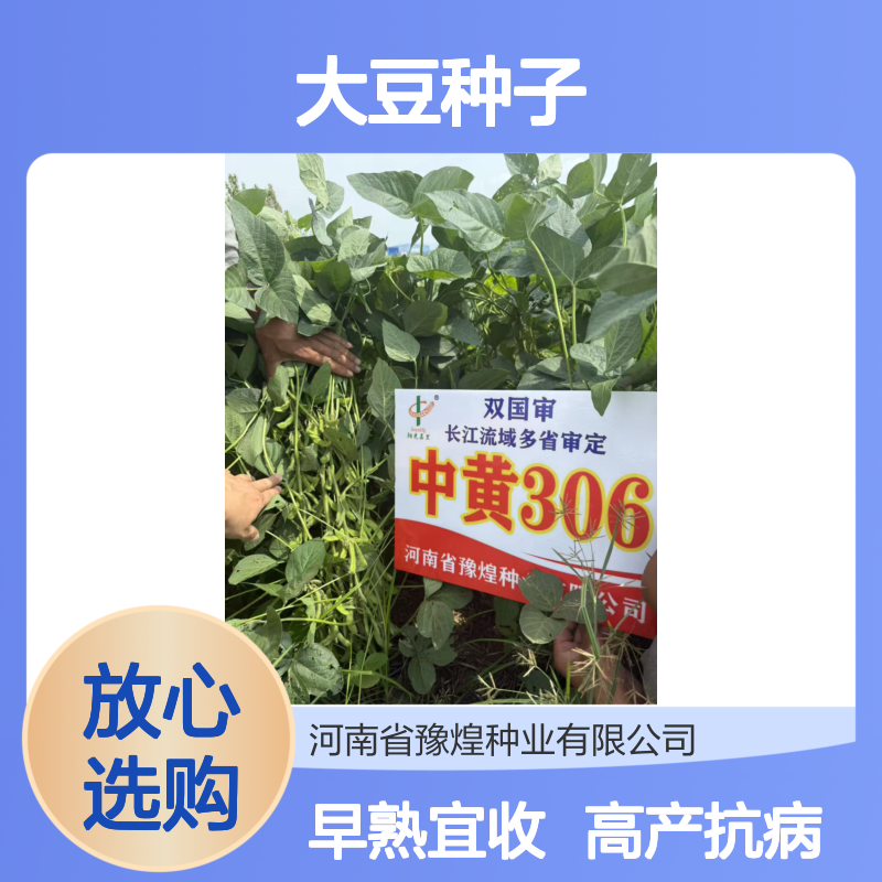 双国审中黄306大豆种子 早熟 高产 高蛋白46.24% 抗性好
