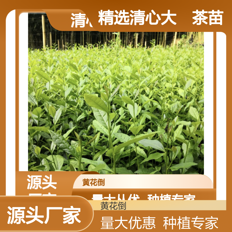 精选清心大冇茶苗 园林绿化优选 基地直供 生长旺盛