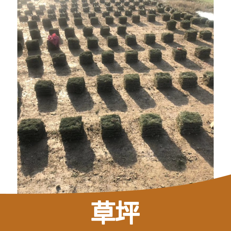 优质草坪批发 适用于运动场公园厂区 生长迅速