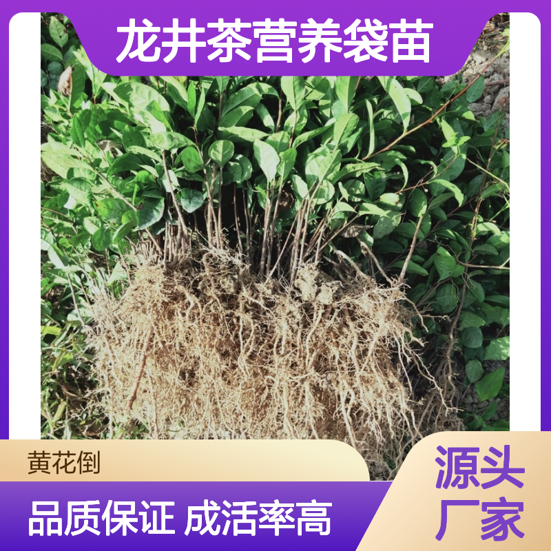 苗木合作社自营龙井茶营养袋苗 多年生根系发达成活高规格齐全