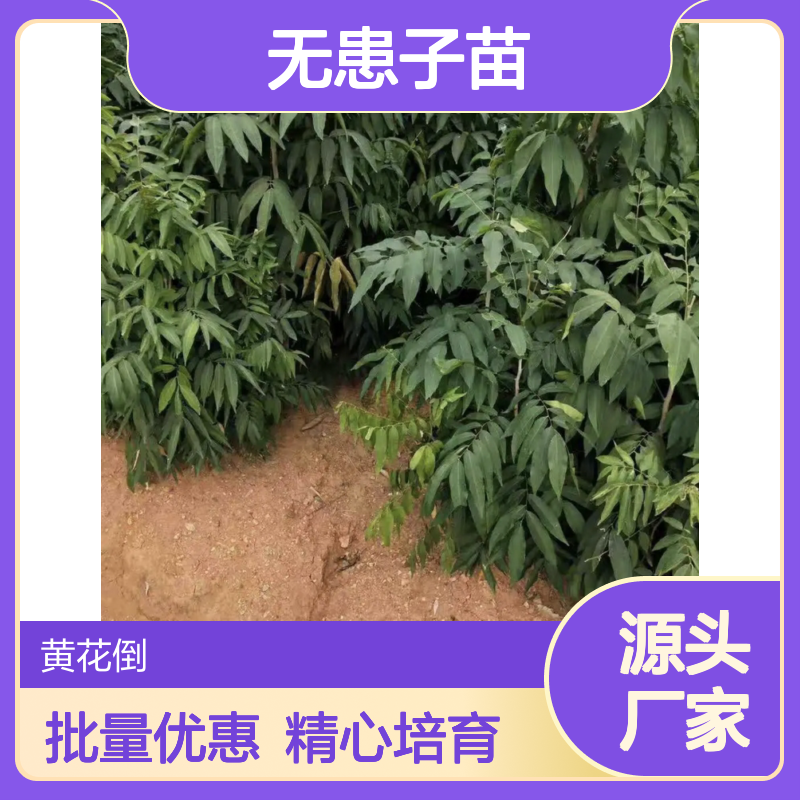精选无患子苗 种植园直供 园林优选 健康环保 生长迅速
