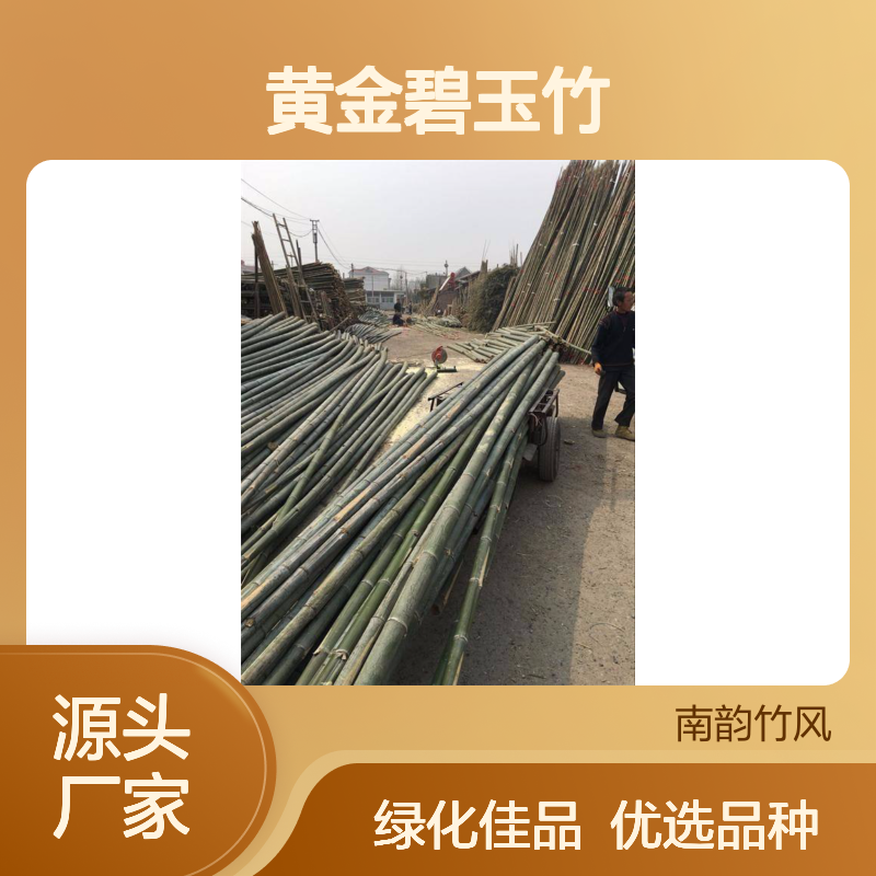 黄金碧玉竹 园林绿化优选品种 坚固耐用 吸收有害气体