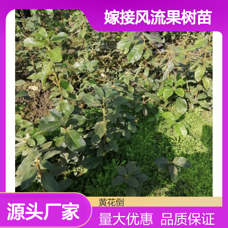 嫁接风流果树苗 优良母本特性 保持遗传稳定 早产丰产