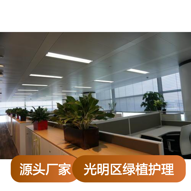 南韵竹风 光明区绿植租赁护理服务 品质如一 成活率高