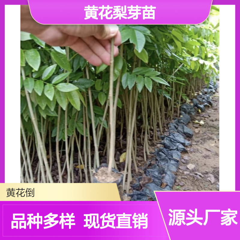 黄花梨芽苗 品种齐全 根系发达 好管理 质量保证