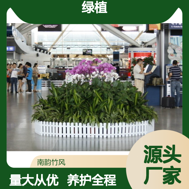 绿植租摆专家,南韵竹风提供全程养护 品种多样